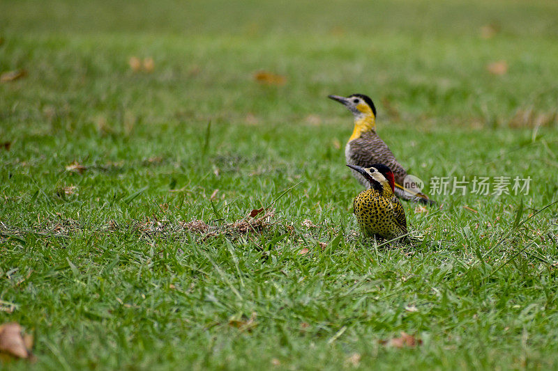 green-barred woodpecker (Colaptes melanochloros) and campo flicker (Colaptes campestris)